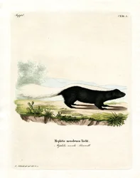 Texan Skunk (színes metszet)