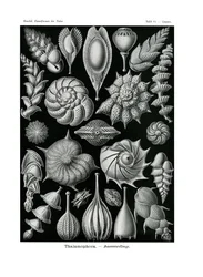 Thalamophora, 1899-1904