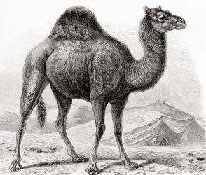 A dromedár, más néven arab teve, a "Meyer