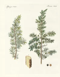 A közönséges boróka (színes metszet)