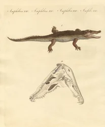 A krokodil St. Domingo-ból (színes metszet)
