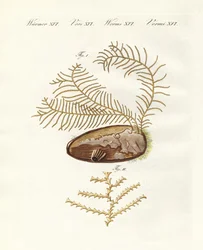 A sertularius hidroid (színes metszet)