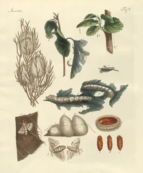 A selyemhernyó
