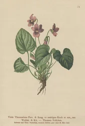 Thomas Pansy (Viola Thomasiana, Viola ambigua)