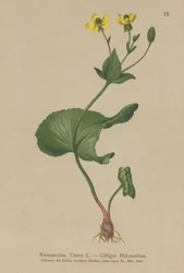 Thora Boglárka (Ranunculus Thora)