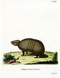 Háromsávos Armadillo (színes metszet)