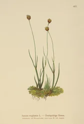 Háromhéjú rózsa (Juncus triglumis)
