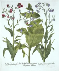 Három fajta Bugloss, a Hortus Eystettensistől, Basil Besler (1561-1629), pub. 1613 (kézzel színezett metszet)