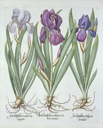 Három fajta rizómás szakállas írisz, a Hortus Eystettensis-ből, Basil Besler (1561-1629) pub. 1613