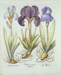 Három fajta rizómás szakáll nélküli írisz, a Hortus Eystettensisből, Basil Besler (1561-1629) pub. 1613 (kézzel színezett metszet)