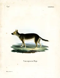 Tibeti kutya (színes metszet)