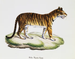 Tigris (Felis tigris), a Természetből leírásokkal illusztrált emlősökből, Johann Christian Daniel von Schreber (1739-1810), metszet: IC Bock A Fleischmann rajza alapján, 3. kötet, 98 A táblázat, Németország