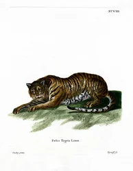 Tigris (színes metszet)