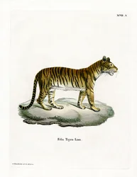Tigris (színes metszet)