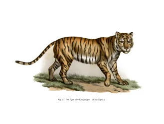 Tigris, 1860