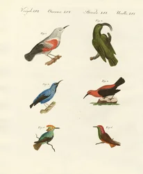 Kúszónövények és kolibri