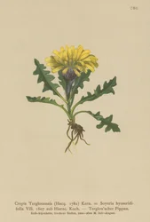 Triglav Hawksbeard (Crepis Terglouensis, Soyeria hyoseridifolia sub Hierac.)