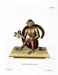 Bojtos kapucinus (színes metszet)