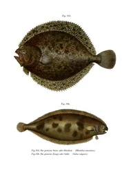 Turbolya (színes litó)