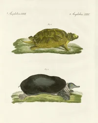 Édesvízi teknősök (színes metszet)