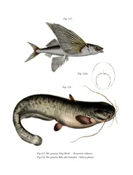 Kétszárnyú repülőhal (színes litho)