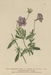 Valderia Violet (Viola heterophylla, Viola Valderia)
