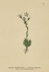 Vandellis Saxifrage (Saxifraga Vandellii)