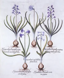 Jácint hagymás változatai, a Hortus Eystettensisből, Basil Besler (1561-1629), pub. 1613 (kézzel színezett metszet)