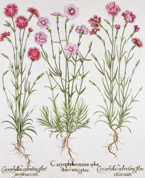 Különféle Dianthus fajták, a Hortus Eystettensis-ből Basil Besler (1561-1629), pub. 1613 (kézzel színezett metszet)
