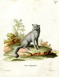 Virginian Fox (színes metszet)