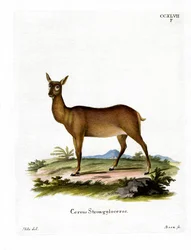 Wapiti (színes gravírozás)