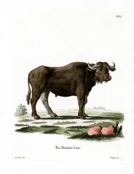 Vízibivaly (színes metszet)