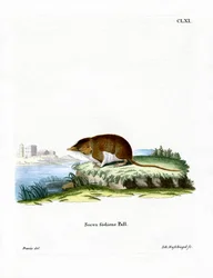Water Shrew (színes metszet)