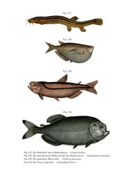 Időjárás Loach (színes litó)