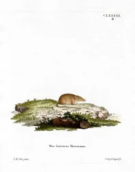 Fehér fogú cickány (színes metszet)
