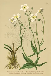 Fehér legénygombok (Ranunculus aconitifolius)