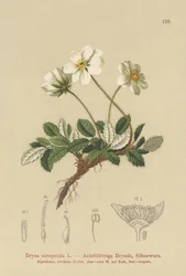 Fehér Dryas