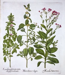 Fehér horehound, horehound és menta, a Hortus Eystettensisből, Basil Besler (1561-1629), pub. 1613 (kézzel színezett metszet)