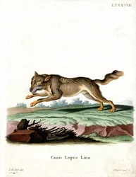 Farkas (színes metszet)