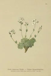 Wolley Whitlow-fű (Draba tomentosa)