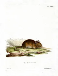 Wood Mouse (színes gravírozás)
