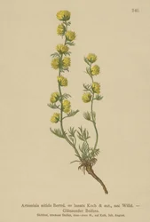 üröm (Artemisia nitida, Artemisia lantana)