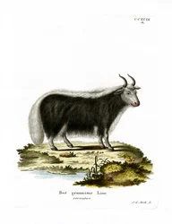 Jak (színes metszet)