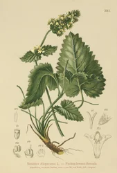 Sárga betónia (Betonica Alopecurus, Stachys alopecuros)