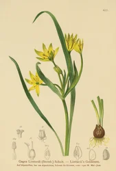Betlehemi sárga csillag (Gagea Liottardi, Gagea lutea, Gagea fragifera, Ornithogalum minimum var. fragiferum, Gagea fistulosa subsp. liotardii)