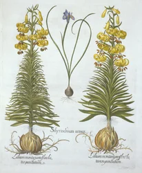 Sárga türkés liliom hagymával és törpe kékszemű fűvel, a Hortus Eystettensistől, Basil Besler (1561-1629), pub. 1613 (kézzel színezett metszet)