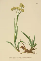 Yellow Wood-rush (Luzula lutea)