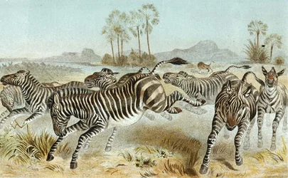 Zebra, lemez a "Brehms Tierleben: Allgemeine Kunde des Tierreichs"-ből, 3. kötet, p. 81, kiadja a Bibliographisches Institut