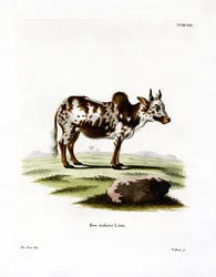 Zebu (színes metszet)