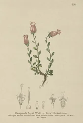 Zois harangvirág (Campanula Zoysii)